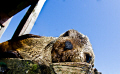   Australian fur seal relaxing. relaxing  